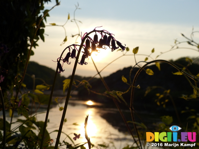 FZ029193 Bluebells at sunset